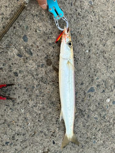 アカカマスの釣果