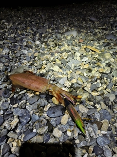 ケンサキイカの釣果