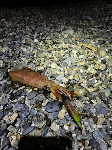 ケンサキイカの釣果