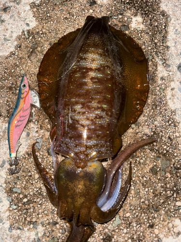 アオリイカの釣果