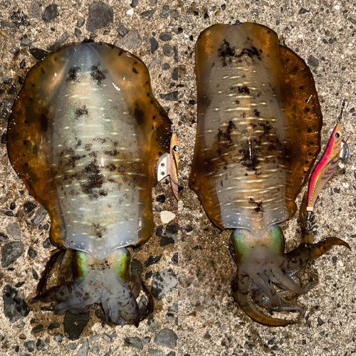 アオリイカの釣果