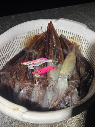 三陸海岸（岩手）