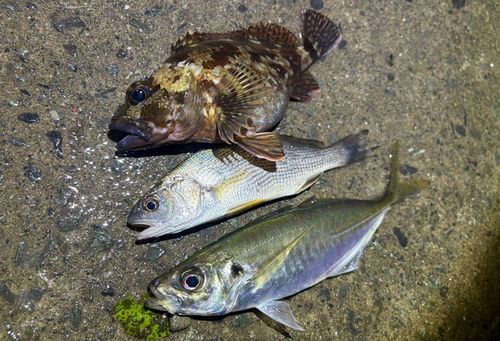 シログチの釣果