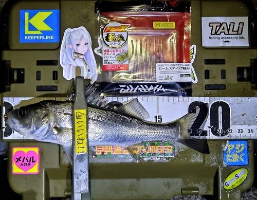 シーバスの釣果