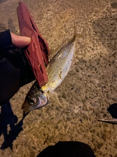 マアジの釣果