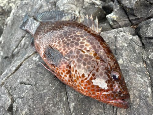 オオモンハタの釣果