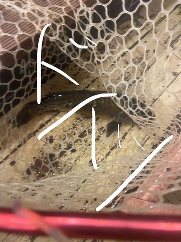 ドイツゴイの釣果