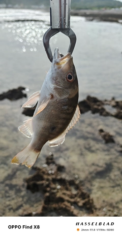 マトフエフキの釣果