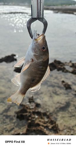 マトフエフキの釣果
