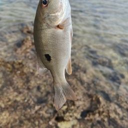 ニセクロホシフエダイ