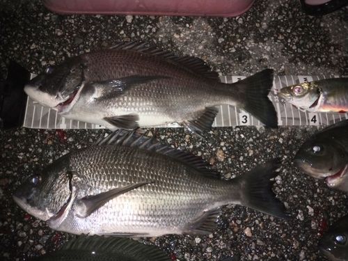 クロダイの釣果