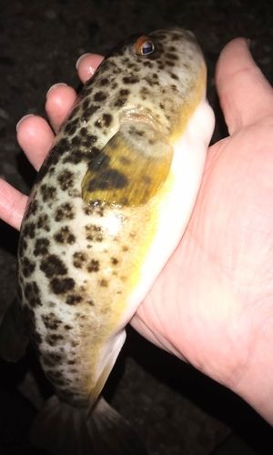 ヒガンフグの釣果