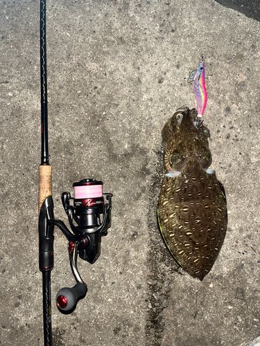 コウイカの釣果