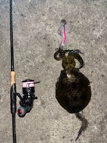 アオリイカの釣果