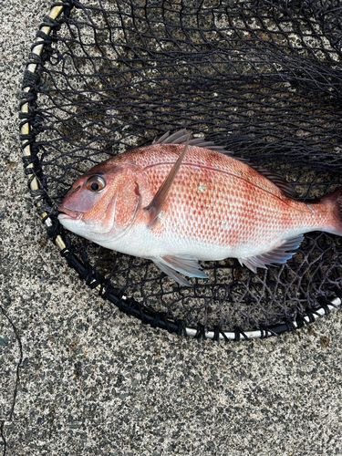 ひるが海上釣堀