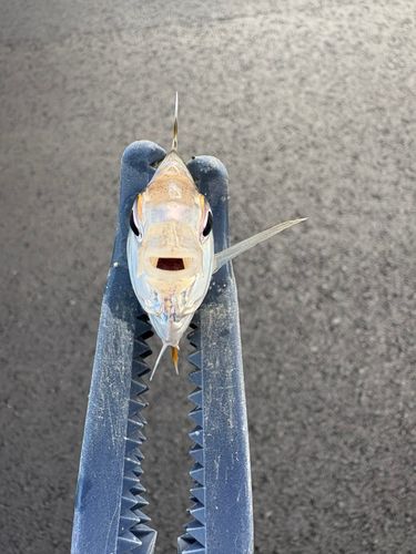 ヒイラギの釣果