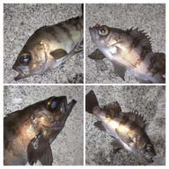 メバルの釣果