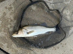セイゴ（マルスズキ）の釣果