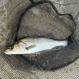 セイゴ（マルスズキ）