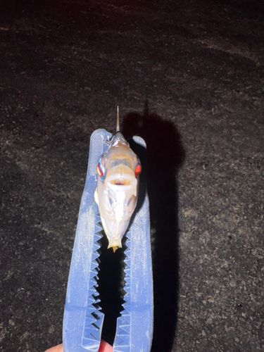 ヒイラギの釣果