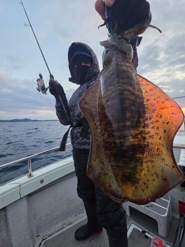 アオリイカの釣果