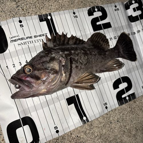 クロソイの釣果