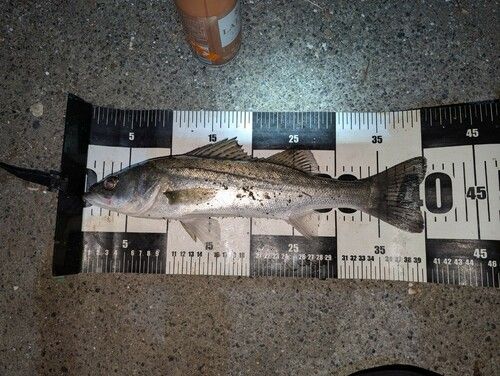 セイゴ（マルスズキ）の釣果