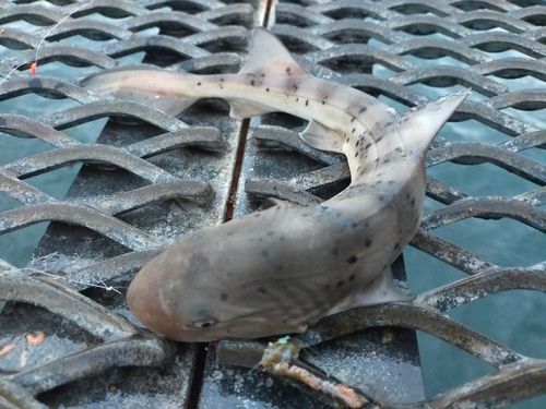 本牧海づり施設