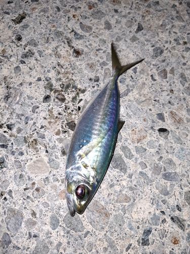 メアジの釣果