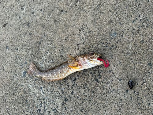 アナハゼの釣果