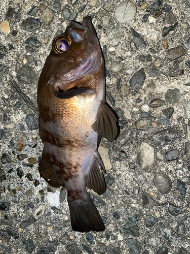 メバルの釣果
