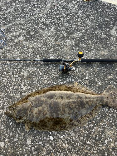 ヒラメの釣果