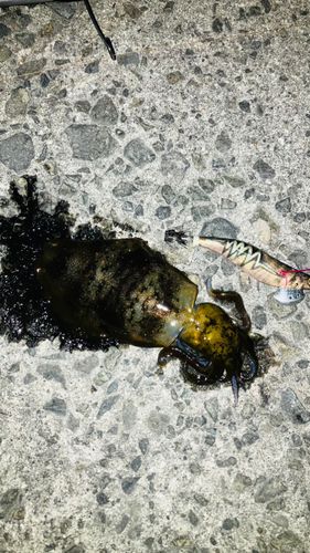 アオリイカの釣果