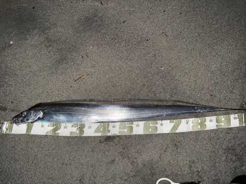 タチウオの釣果