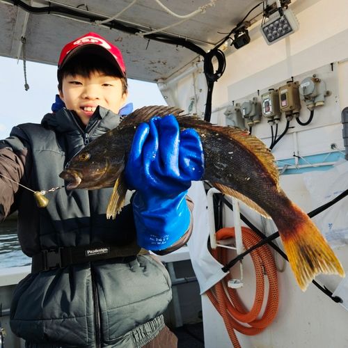 アイナメの釣果