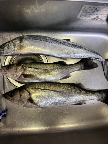 サゴシの釣果