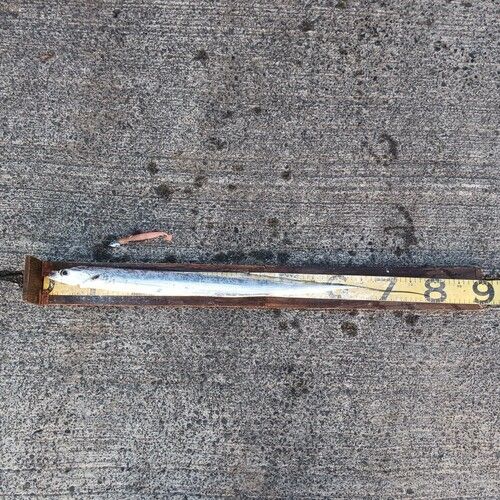 タチウオの釣果