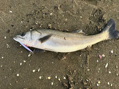 マルスズキの釣果