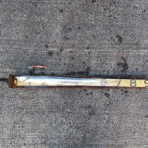 タチウオの釣果