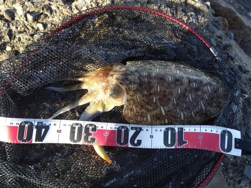 コウイカの釣果