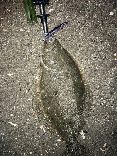 ヒラメの釣果