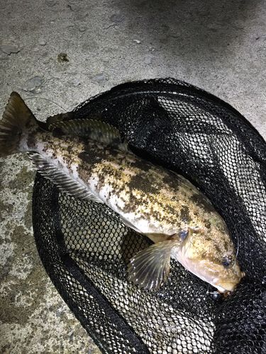 アイナメの釣果