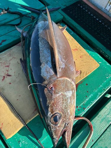 ビンチョウマグロの釣果