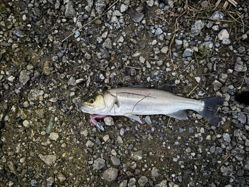 セイゴ（マルスズキ）の釣果