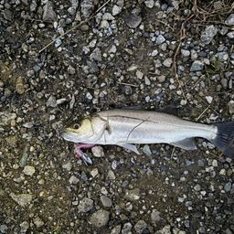 セイゴ（マルスズキ）