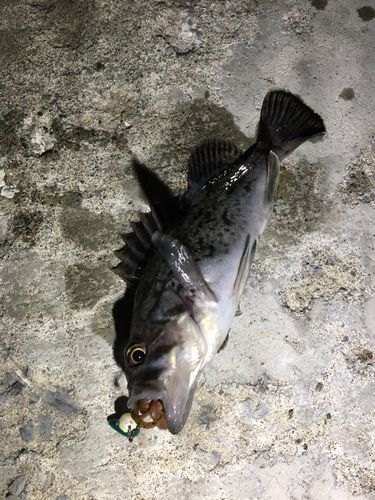 クロソイの釣果
