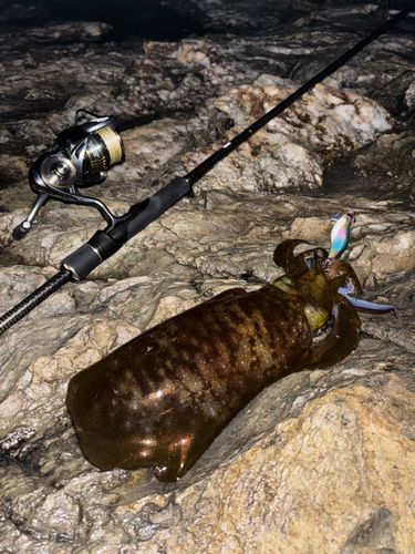 アオリイカの釣果