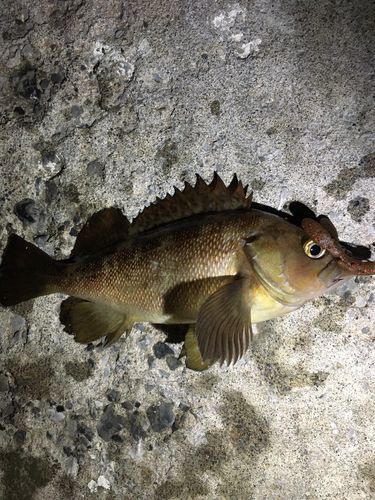 エゾメバルの釣果