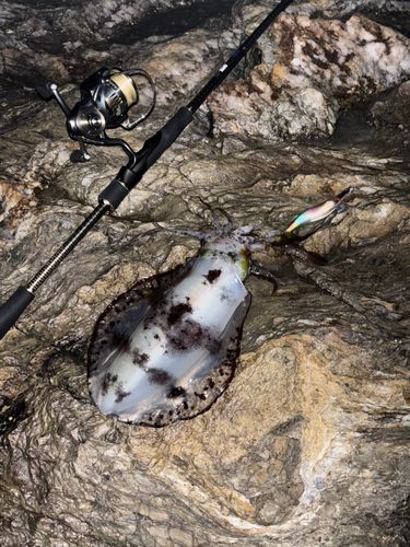 アオリイカの釣果