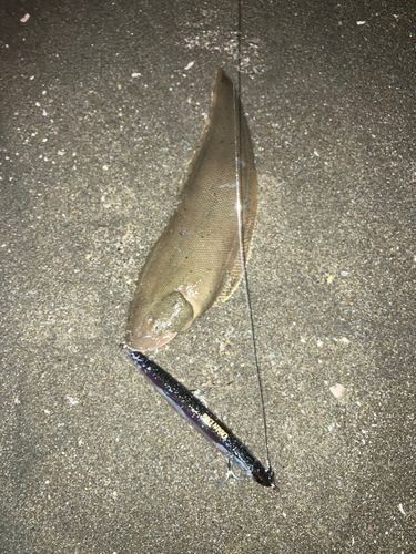 シタビラメの釣果